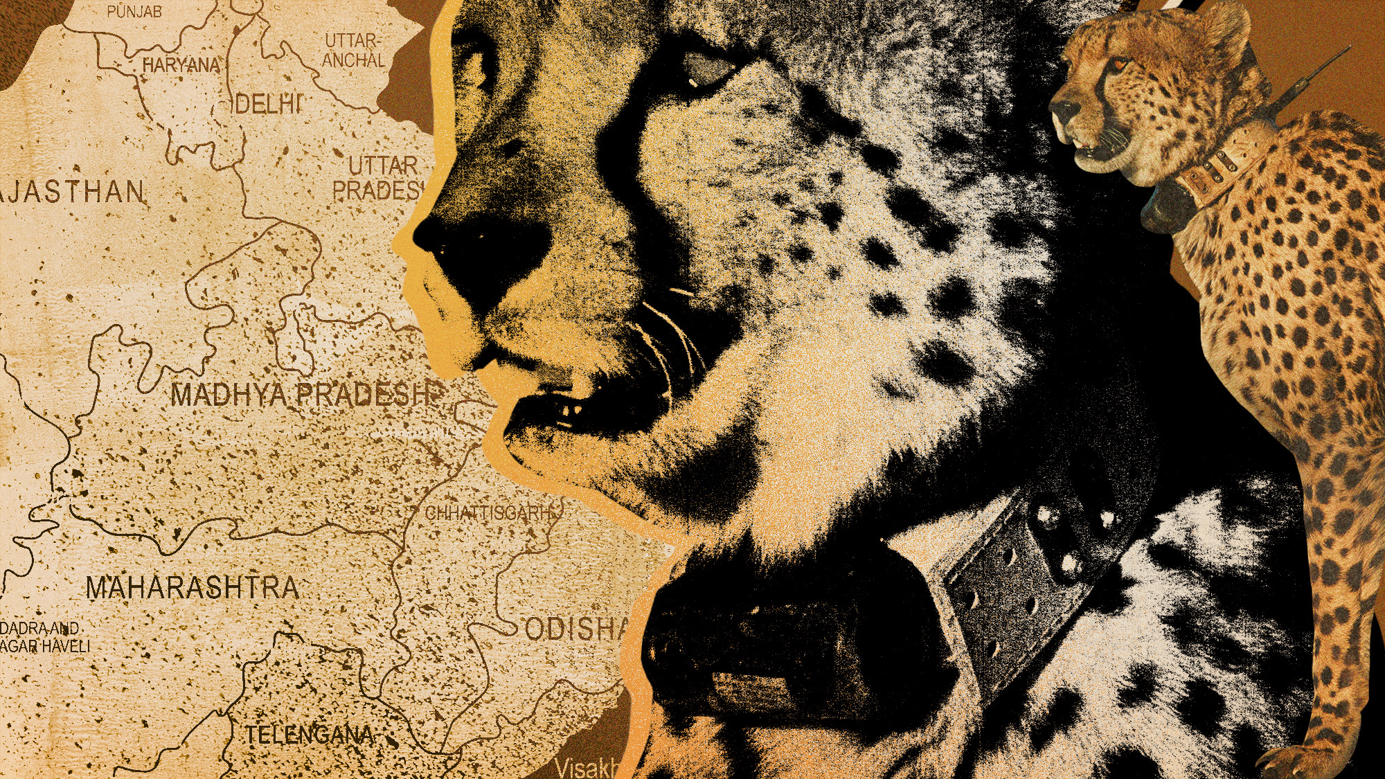 Photo collage of cheetahs wearing tracking collars and a map of central India