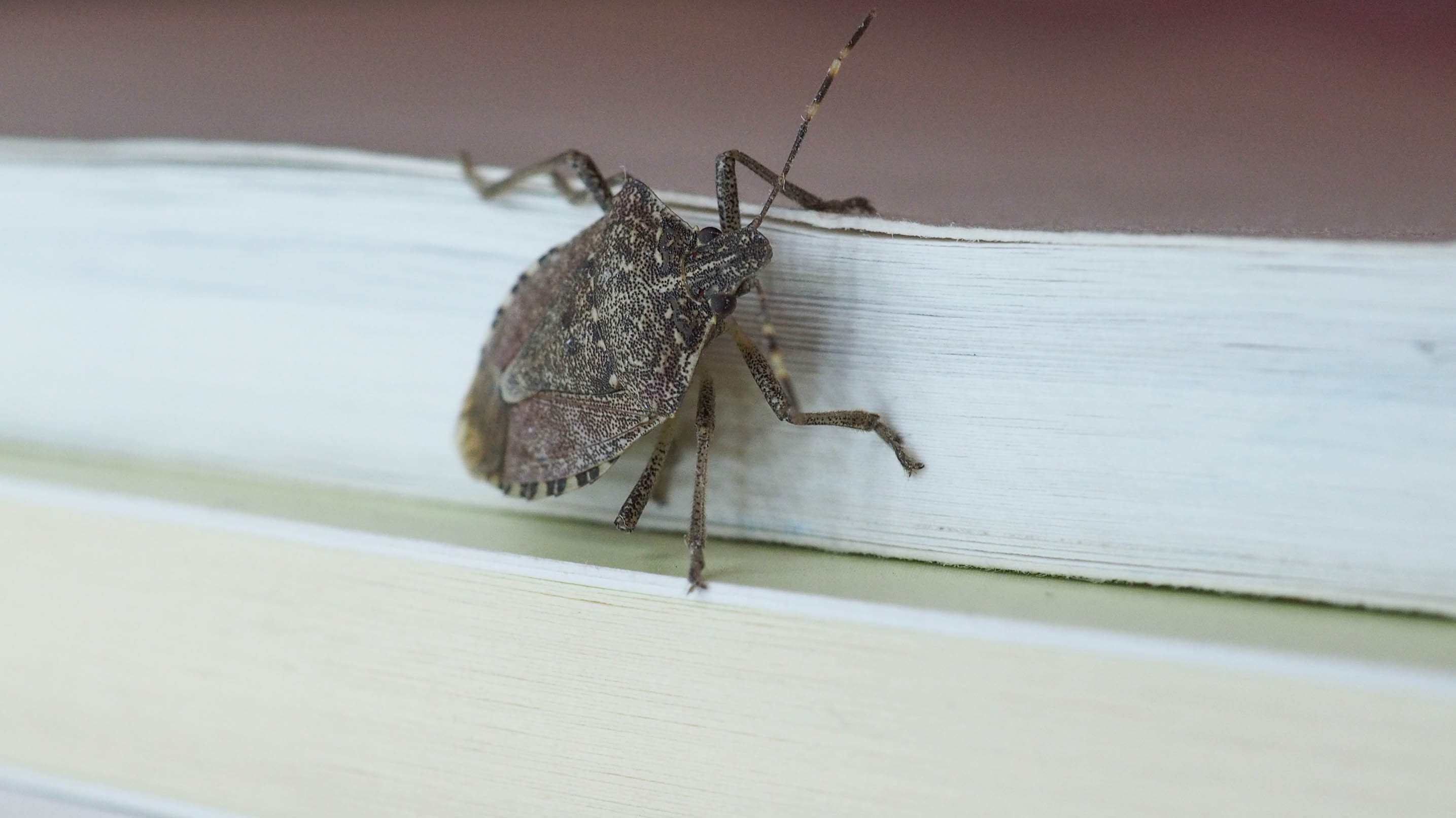 Stink bug