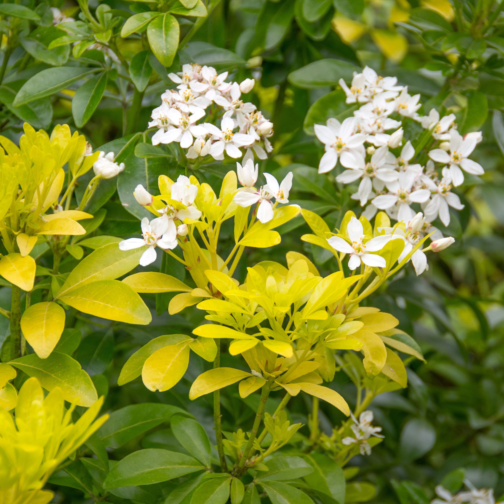 garden shrub Choisya