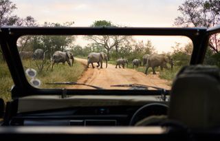 Tourist vehicle watching an elephant herd crossing a road in a national park