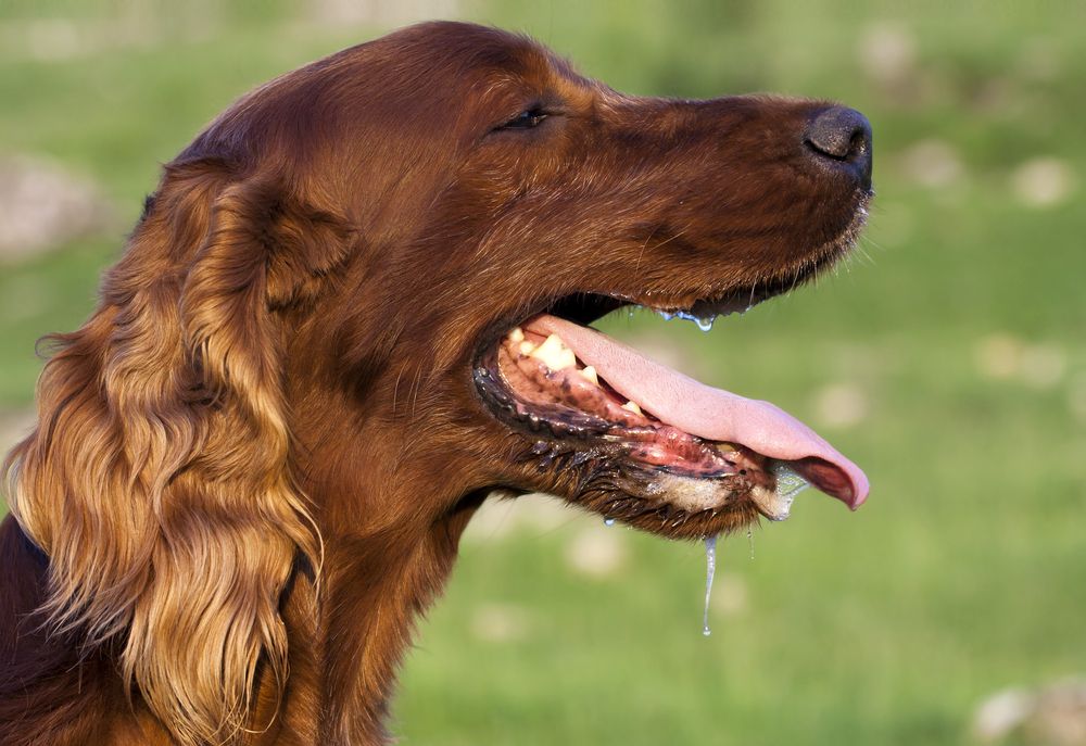 slobbering dog