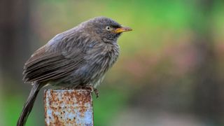Potrait of a babbler perched on a rusted fence with a colorful bokeh background