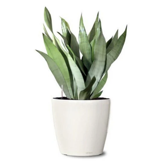 Moonshine Snake Plant from Garden Goods Direct