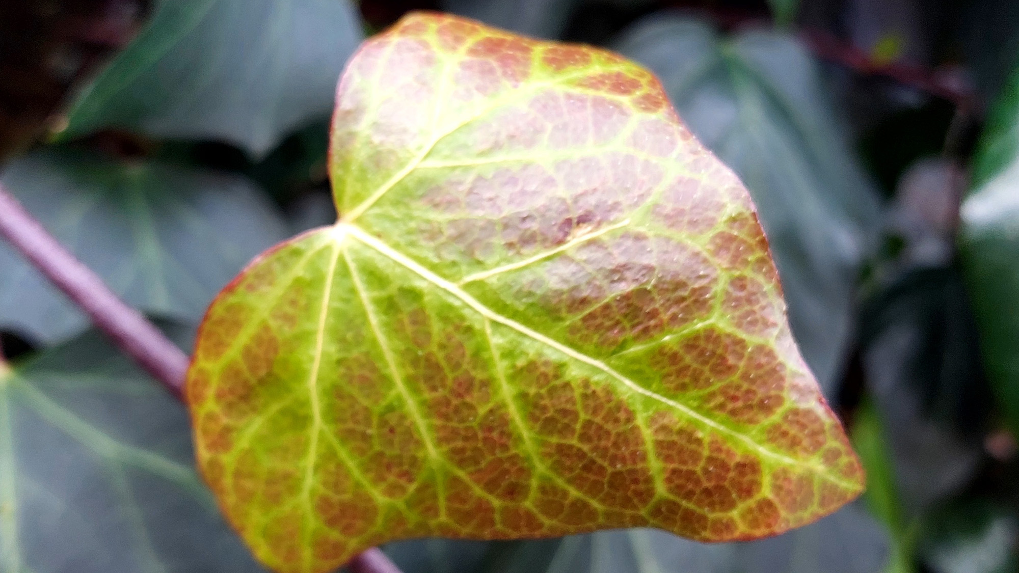 The leaf of Hedera canariensis, the Canary Island ivy