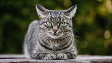A cat in Belgium (not shown here) has been infected with the novel coronavirus.