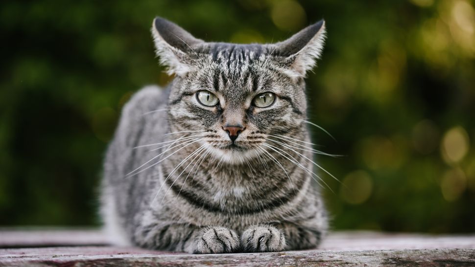 Cat infected with COVID-19 from owner in Belgium