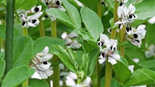 how to grow broad beans: there are other parts of the plant you can eat