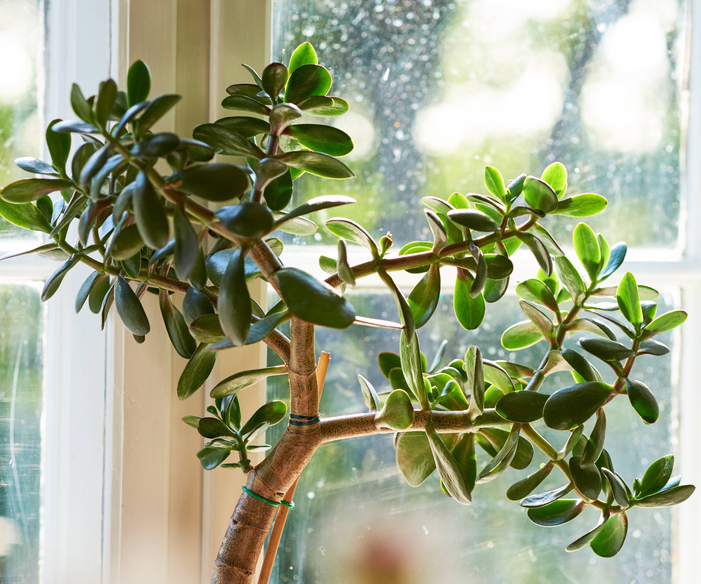 A jade plant by a window