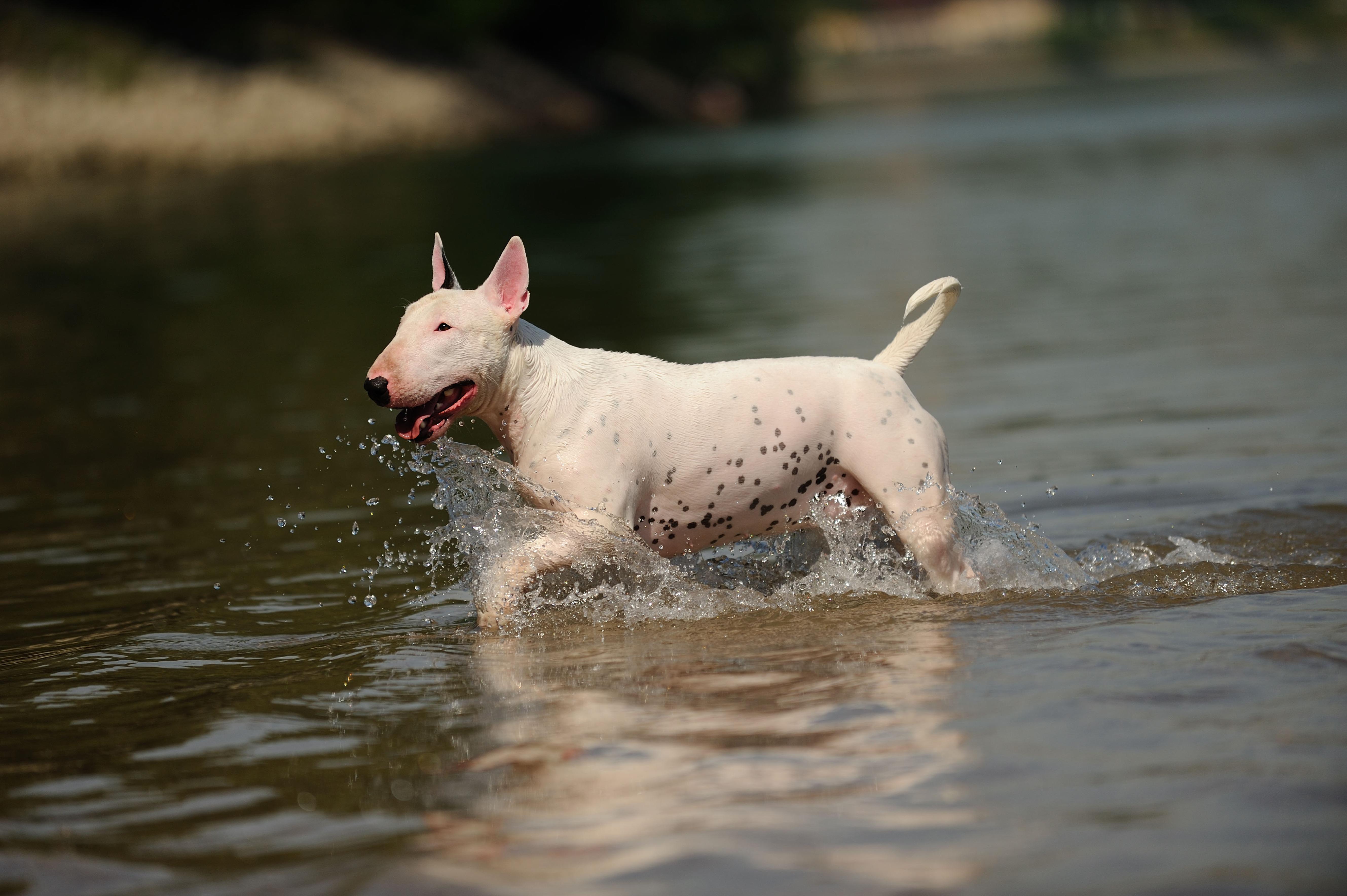 A white Bull Terrier with black spots runs joyfully through shallow water, creating a splash with a speckled belly.