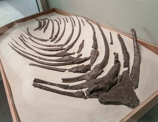 Sue's gastralia (rib-like bones) were originally on display in a nearby case. In spring of 2019, they will be attached to Sue in an exhibit upstairs.