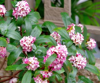 Daphne in bloom outdoors