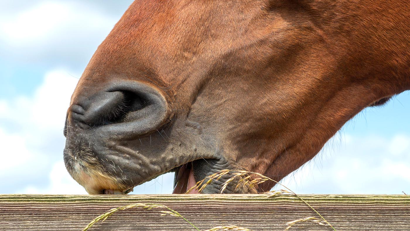 horse behaviours