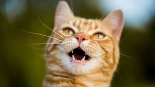 ginger cat showing his bottom teeth