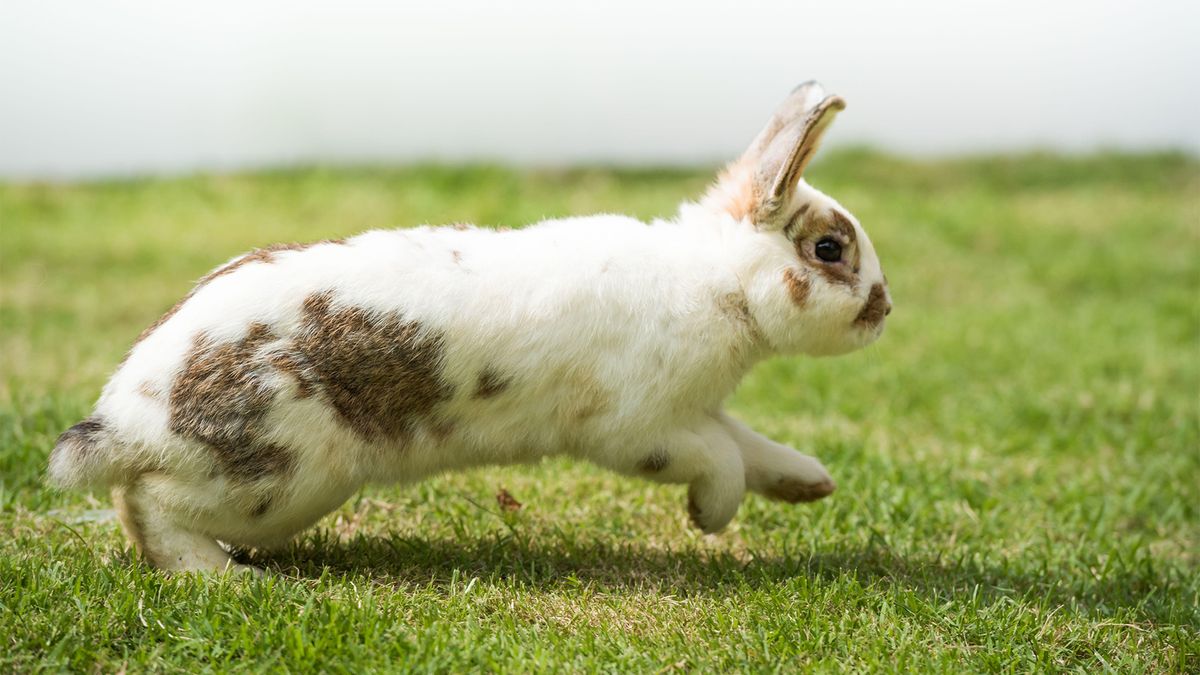 Rabbit hopping in open grassy space, showing how much space does a rabbit need