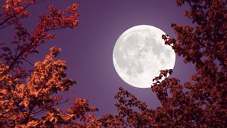 Autumn full moon and red leaves - stock photo