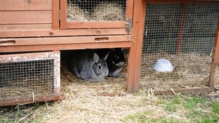 A rabbit sat inside an outdoor rabbit hutch.