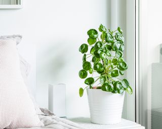 Chinese Money or Pilea peperomioides house plant on bedside table with window