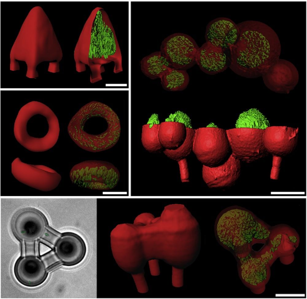 3D printed bacteria colonies