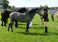 Breed: Connemara