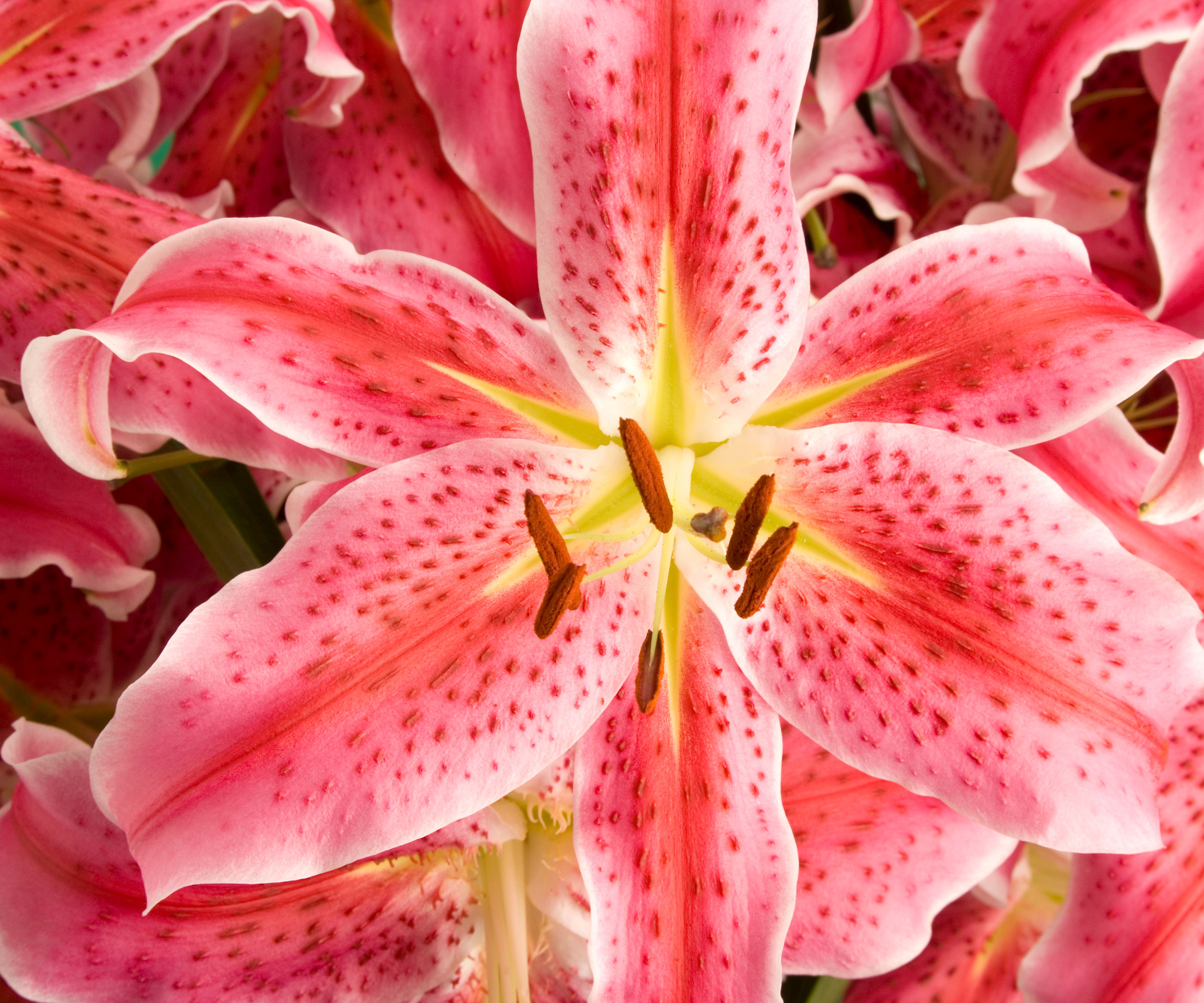 lily stargazer variety with salmon pink flowers