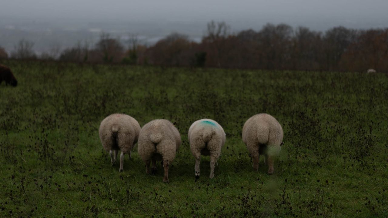 Sekonic Twinmate L-208 used to expose image of four sheep in a field