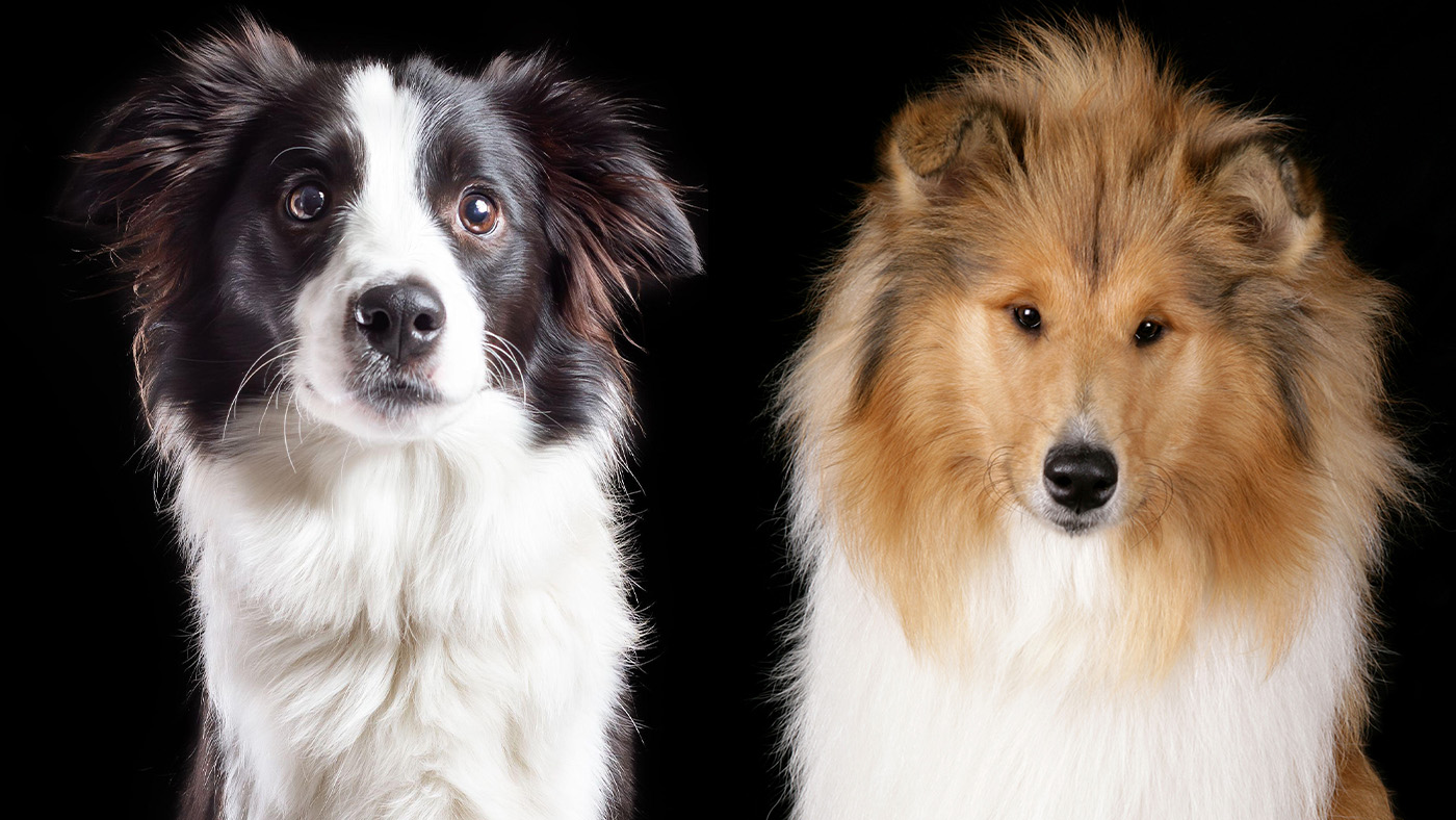 Border Collie vs collie on black background