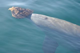 a bottlenose dolphin in Shark Bay carrying a sponge on its snout.