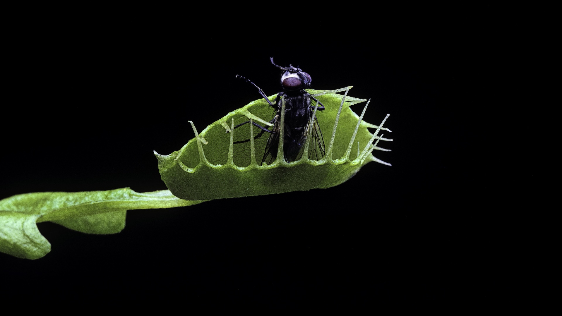 a Venus flytrap closes around a fly