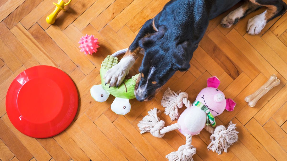 Best dog toys