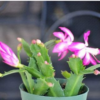 9GreenBox Pink Christmas Cactus Plant - Zygocactus - 4