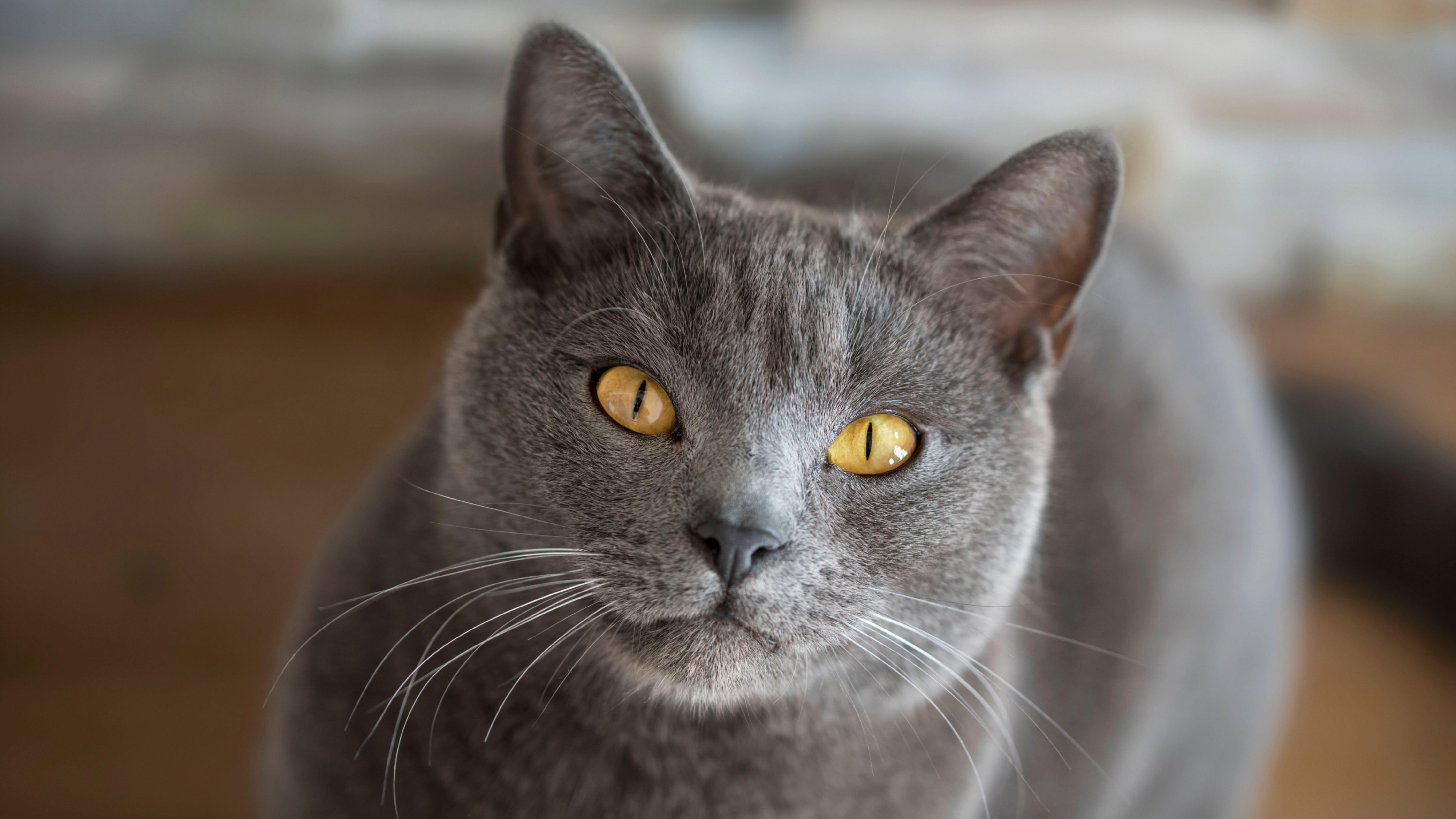Chartreux