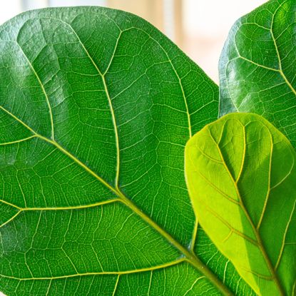 Closeup of fiddle leaf fig leaves