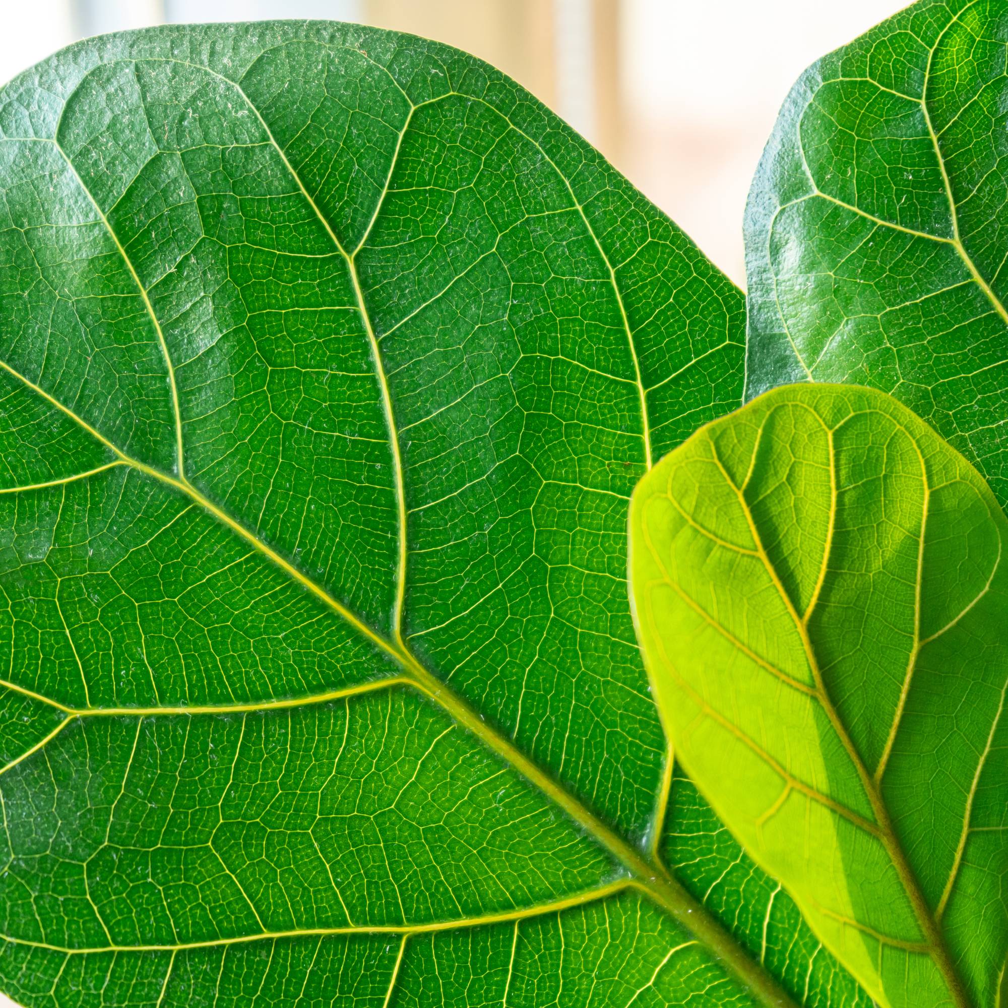 Closeup of fiddle leaf fig leaves
