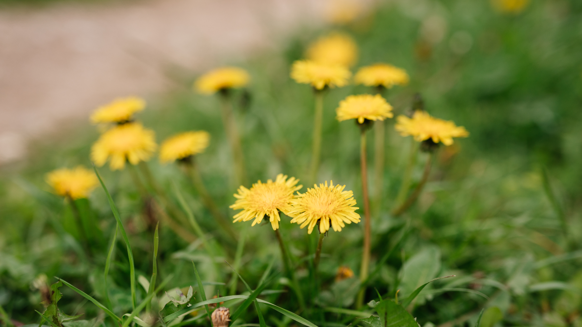 dandelions in lawn