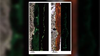 Aerobic bacteria (green) live densely packed into tunnels of clay minerals found in this sample of solid rock, collected from 400 feet (122 meters) beneath the seafloor. Image B is 1,000 times greater magnification than Image A.