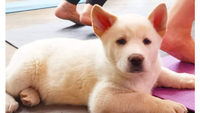 Pets Yoga