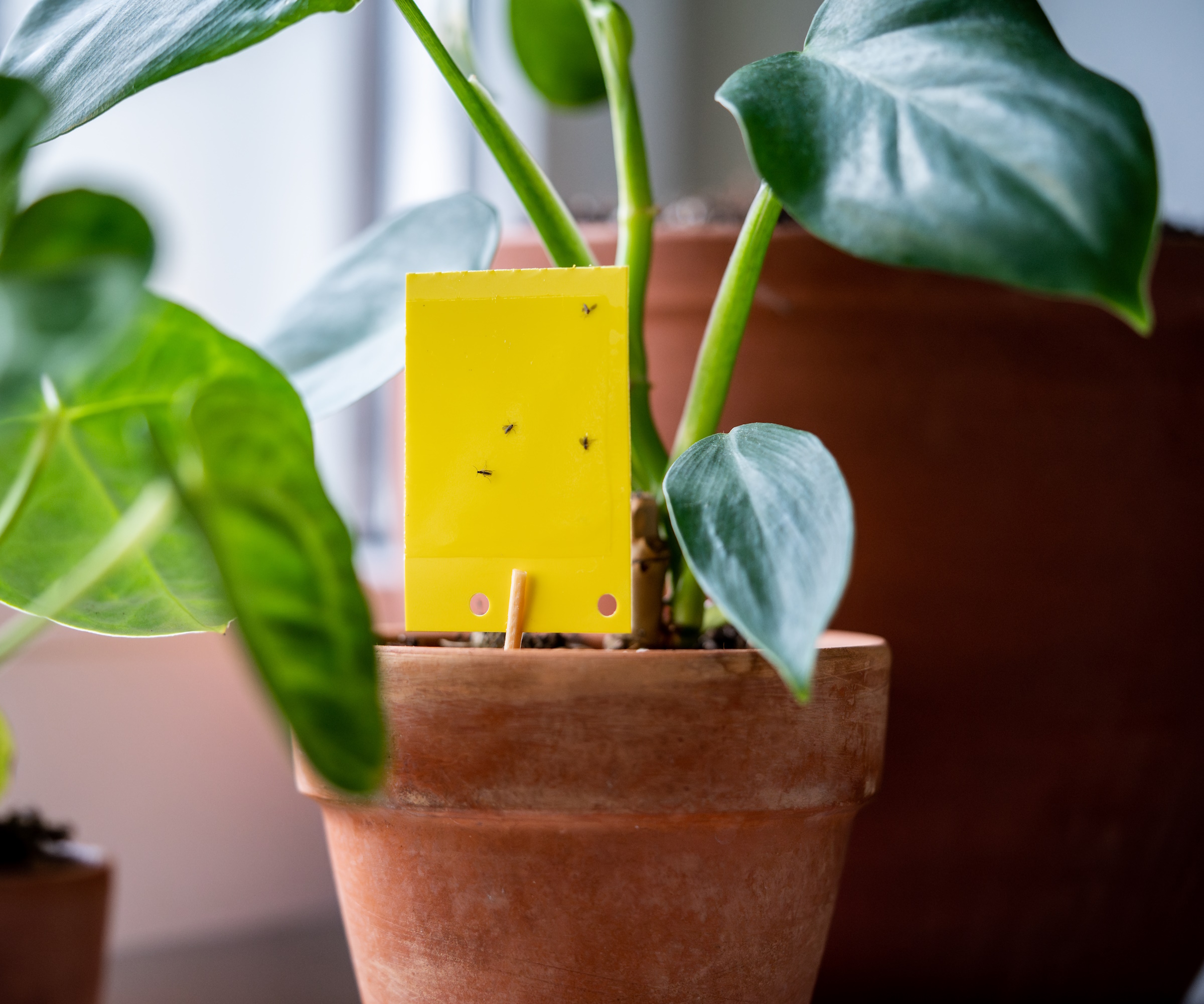 Fungus gnat infestation