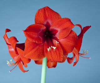 Amaryllis bulbs in full flower with red blooms