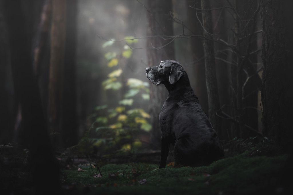 Dogs 1