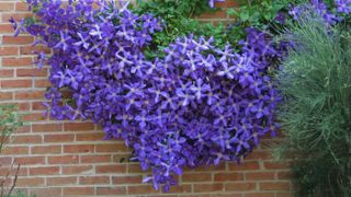 Purple blooming clematis on a wall