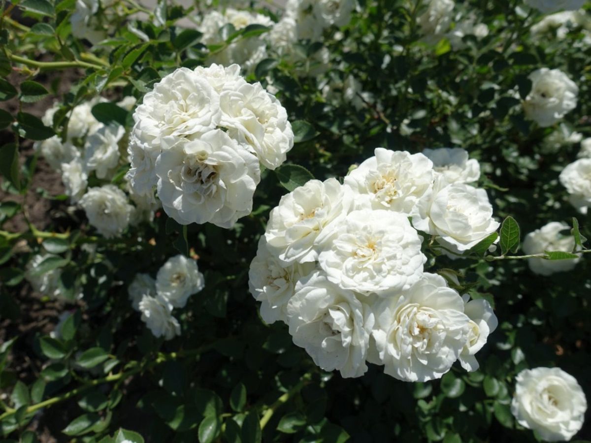 Epsom Salts And Roses – Does Epsom Salt Help Roses | Gardening Know How