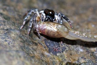 jumping spider eating tadpole