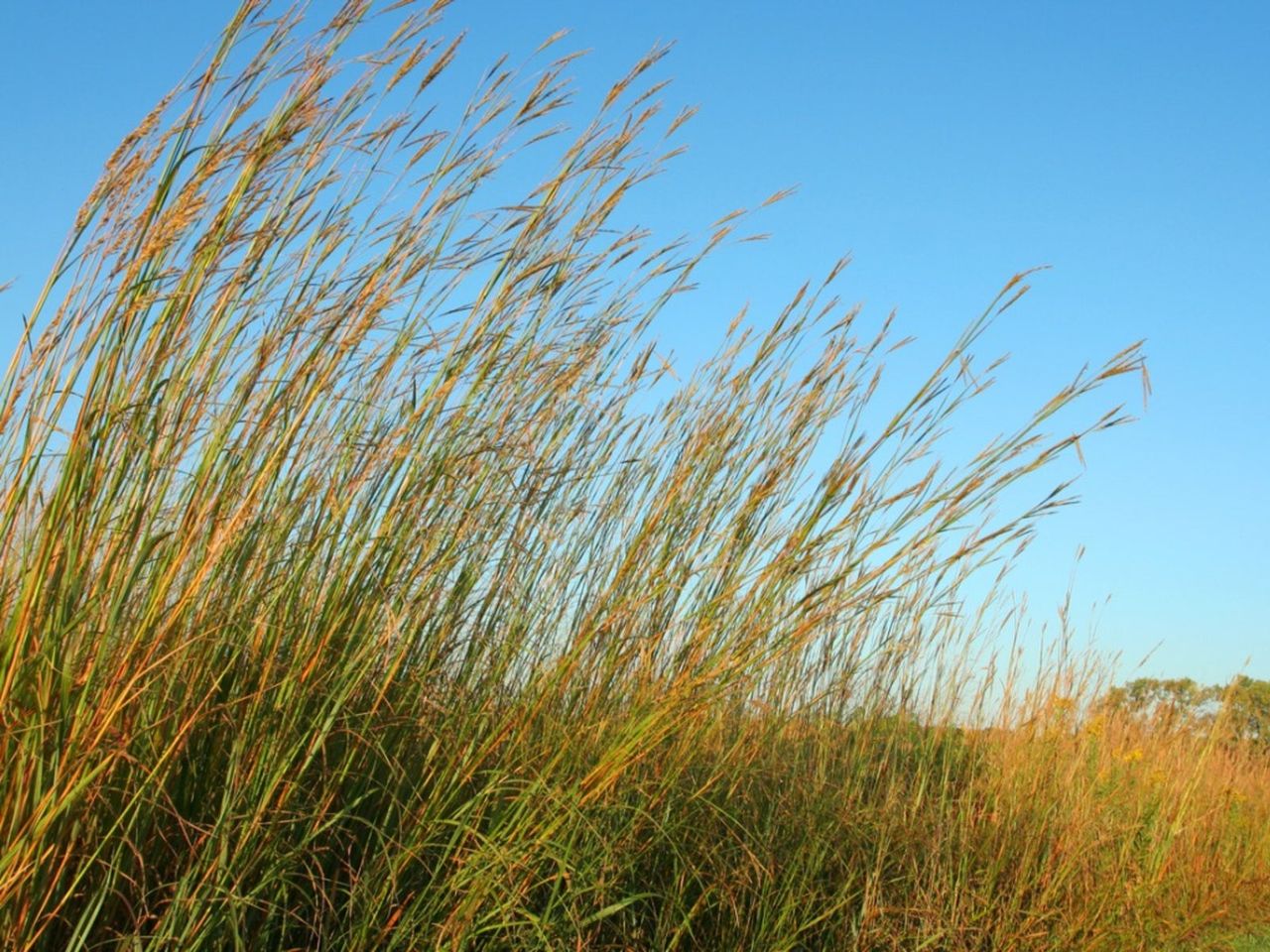 Big Bluestem Grass