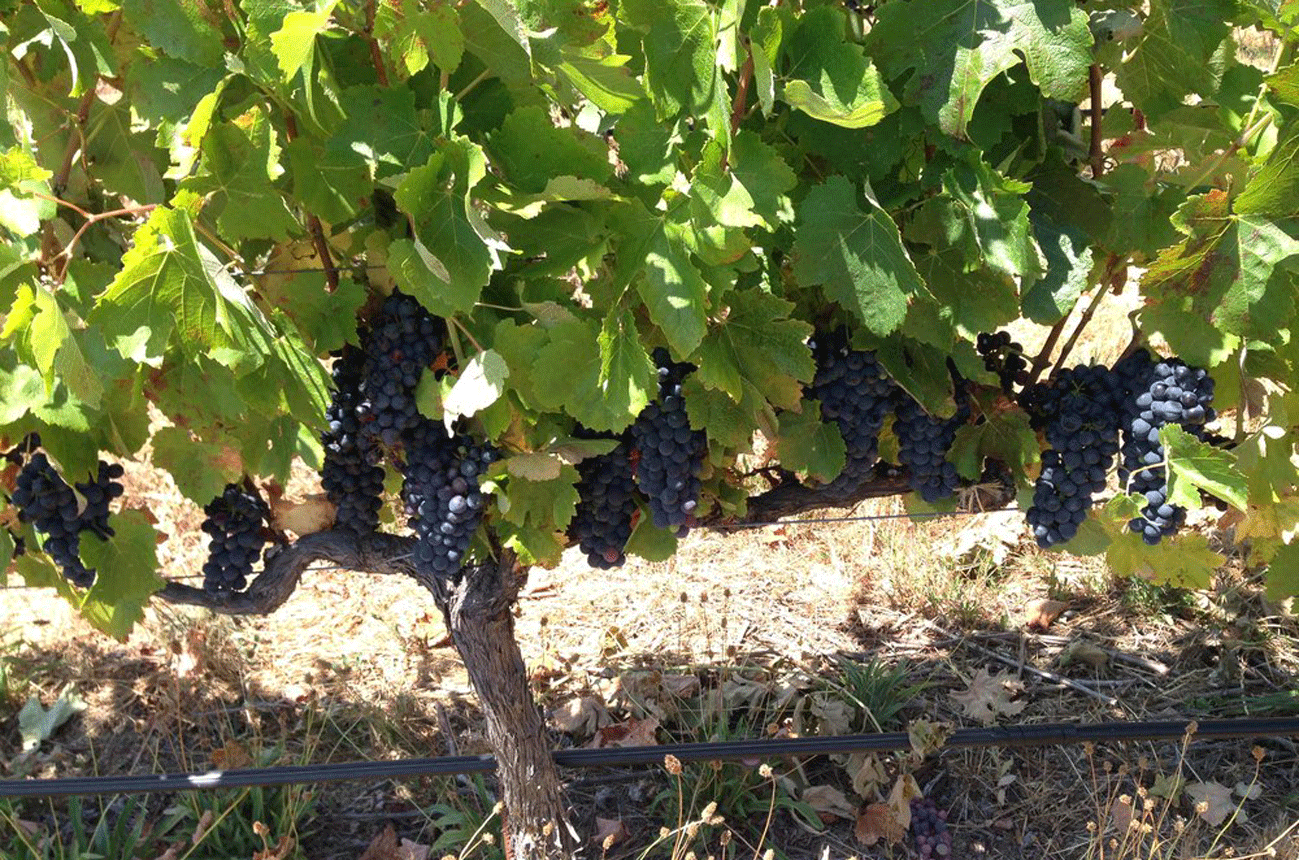 Halcon-Vineyard-Syrah