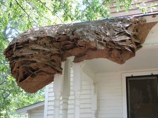 Yellow jacket super nest