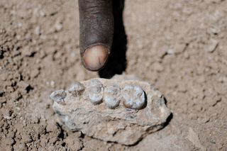 The holotype upper jaw of Australopithecus deyiremeda found on March 4, 2011, in the central Afar region of Ethiopia.