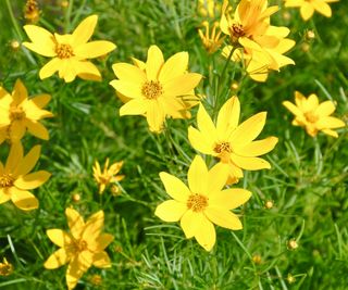 Brilliant yellow flowers and delicate foliage of Bidens (tickseed)