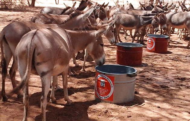 deliver-water-donkeys-in-turkana