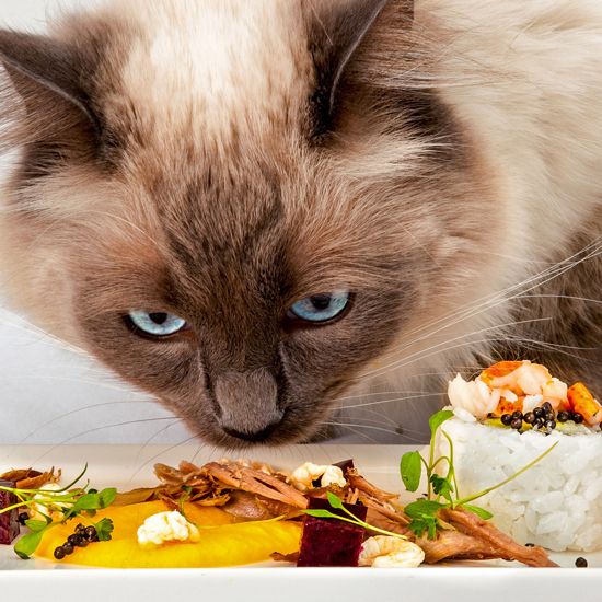 World's most expensive cat food sells out in an hour Ideal Home