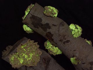 These bioluminescent bitter oyster mushrooms, <em>Panellus stipticus </em>, grow on decaying wood in the forests of eastern North America.